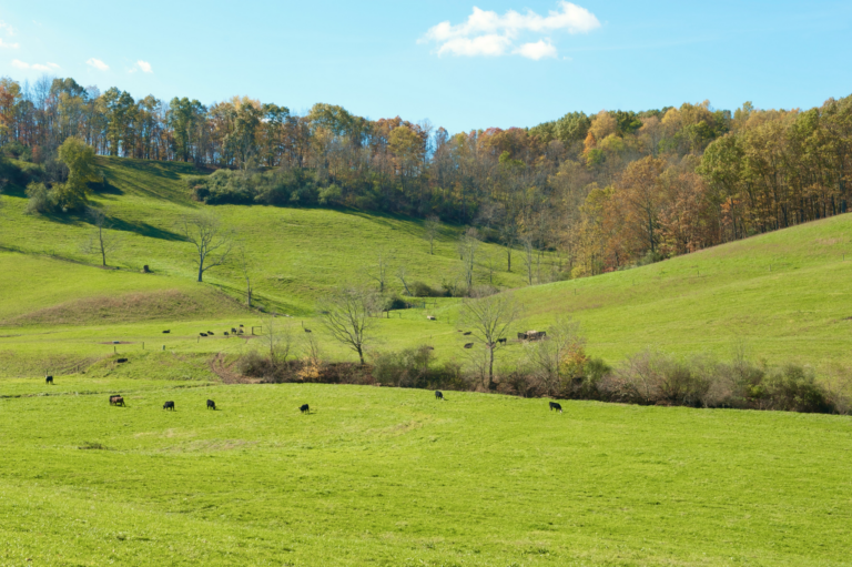 Rolling green hills and open pastureland in a rural landscape, with several cows grazing across the fields. A tree-lined ridge with autumn foliage stretches across the background beneath a bright blue sky with scattered clouds. The scene highlights natural landscapes and land stewardship in a Virginia countryside setting.